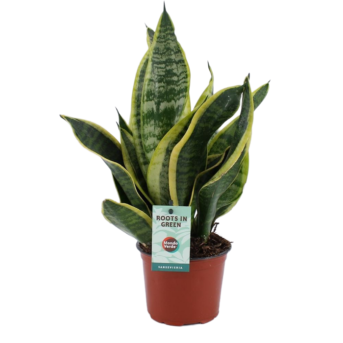 Sansevieria Futura Superba - Schwiegermutterzunge - ↕35cm - Ø12cm