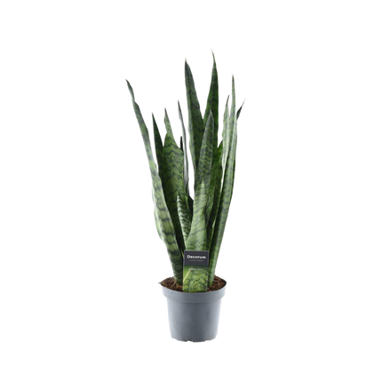 Sansevieria Zeylanica - Slangeplante - ↕55cm - Ø14cm