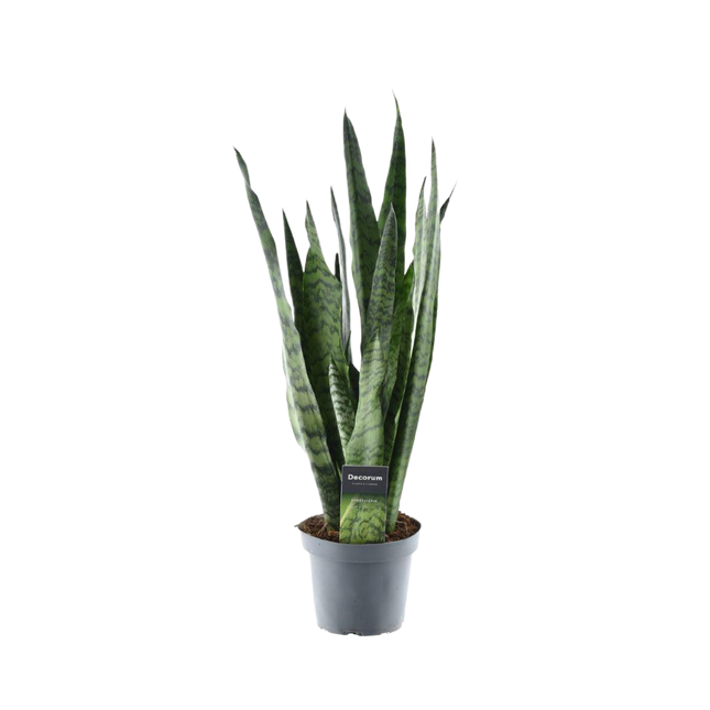 Sansevieria Zeylanica - Snake Plant - ↕55cm - Ø14cm