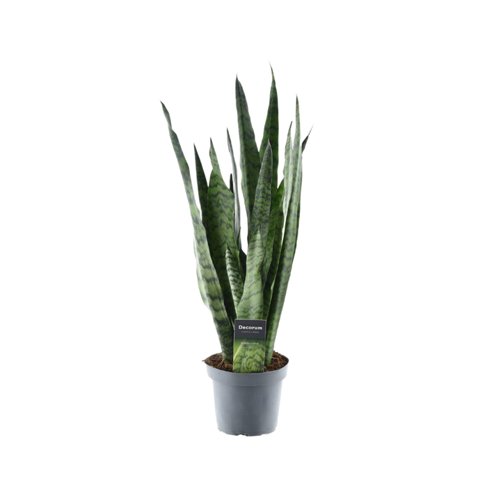 Sansevieria Zeylanica - Vrouwentong - ↕55cm - Ø14cm