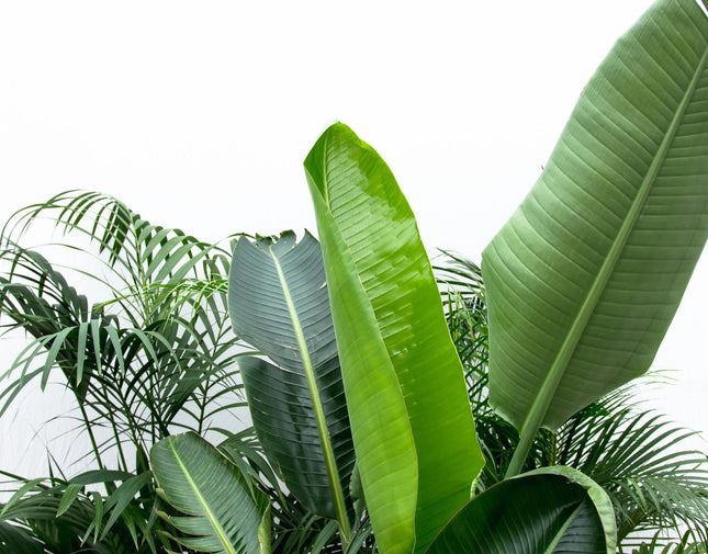 Oferta combinada XXL: Kentia ↕200 cm, Strelitzia Nicolai ↕225 cm, Areca ↕200 cm