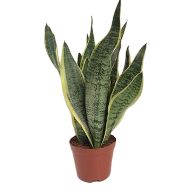 Sansevieria Futura Superba - Schwiegermutterzunge - ↕40cm - Ø14cm