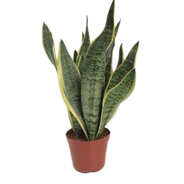 Sansevieria Futura Superba - Vrouwentong - ↕40cm - Ø14cm