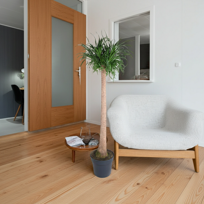 Beaucarnea XXL - Olifantenpoot Plant - ↕180-200cm