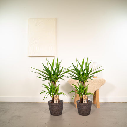 Yucca - ↕90cm - Ø17cm - 2x