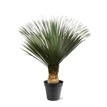Yucca Rostrata - ↕140-160cm - Ø50cm