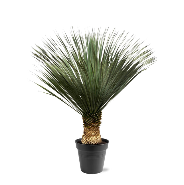 Yucca Rostrata - ↕140-160cm - Ø50cm