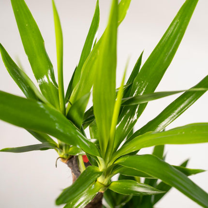 Yucca - ↕90cm - Ø17cm - 2x