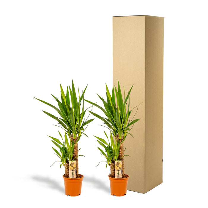 Yucca - ↕90cm - Ø17cm - 2x