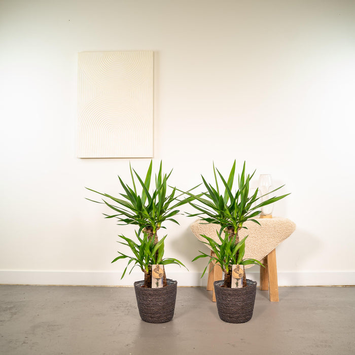 Yucca - ↕90cm - Ø17cm - 2x