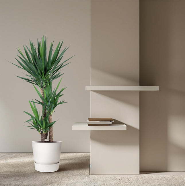 Yucca Elephantipe - ↕140cm - Ø24cm