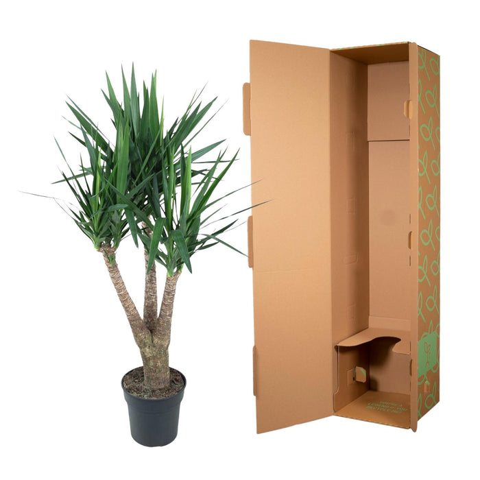 Yucca Elephantipe vertakt - ↕150cm - Ø31cm