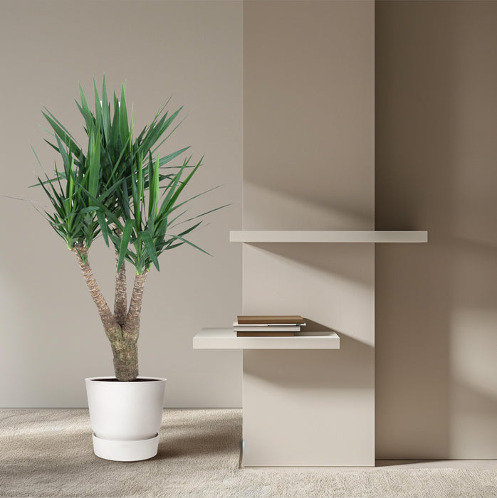 Yucca Elephantipe vertakt - ↕150cm - Ø31cm