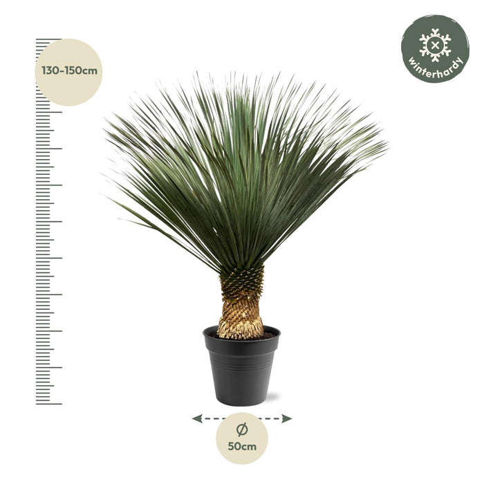 Yucca Rostrata - ↕140-160cm - Ø50cm