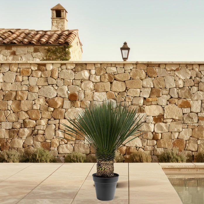 Yucca Rostrata - ↕140-160cm - Ø50cm