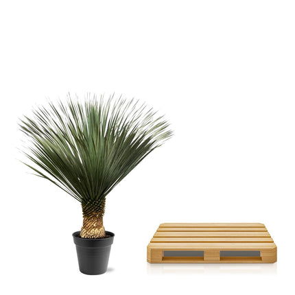Yucca Rostrata - ↕140-160cm - Ø50cm