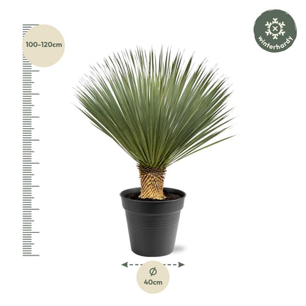 Yucca Rostrata - ↕100-120cm - Ø40cm