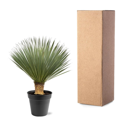Yucca Rostrata - ↕100-120cm - Ø40cm