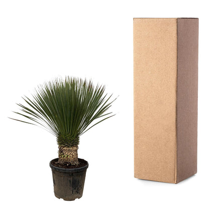 Yucca Rostrata - ↕90cm - Ø38cm