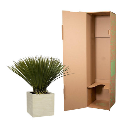 Yucca Rostrata - ↕70cm - Ø30cm