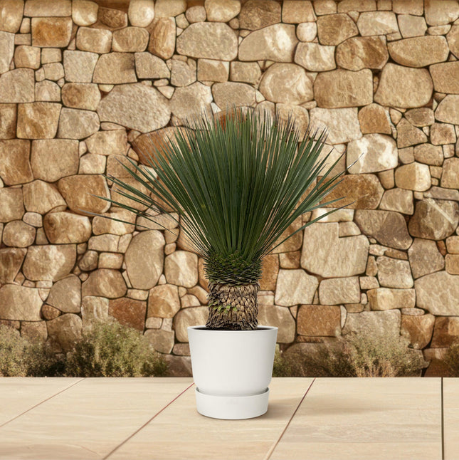 Yuca Rostrata - ↕90cm - Ø38cm
