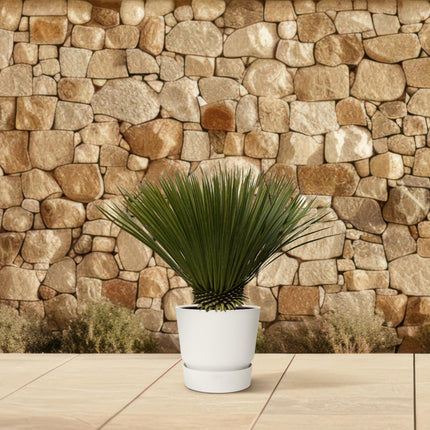 Yucca Rostrata - ↕70cm - Ø30cm