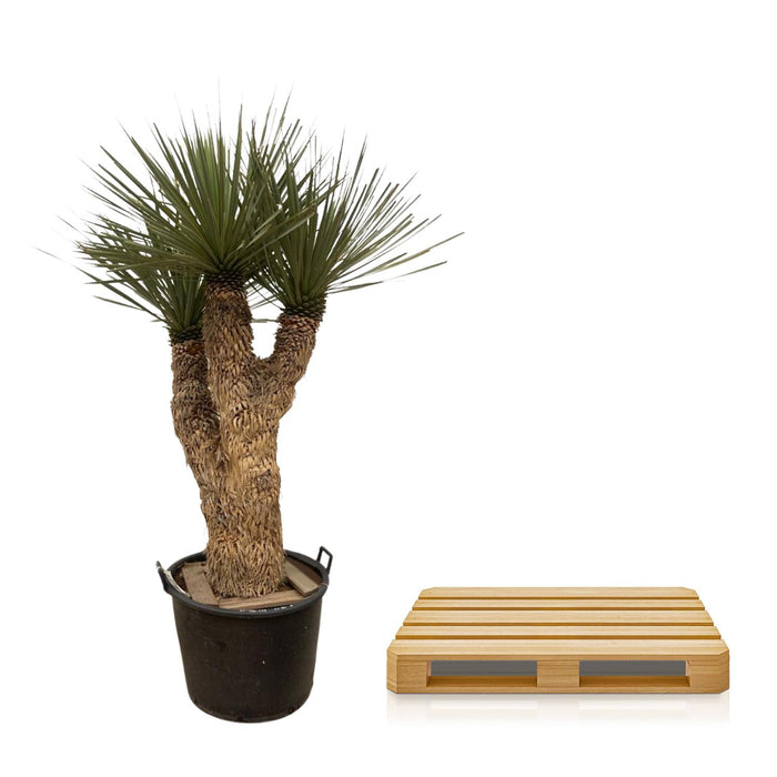 Yucca Rostrata Hidra - ↕200cm - Ø60cm