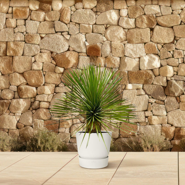Yucca Rostrata on stem - ↕70cm - Ø27cm