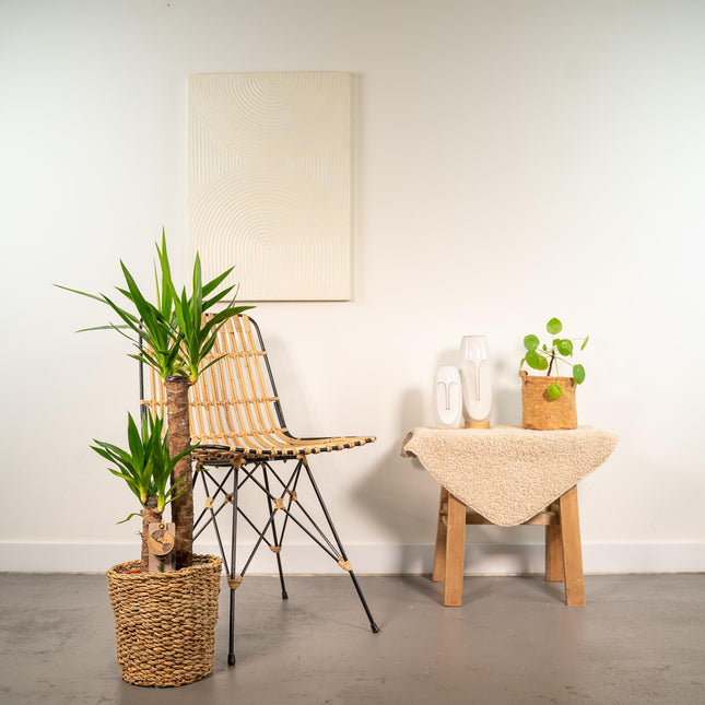 Yucca med kurv - ↕100cm - Ø21cm
