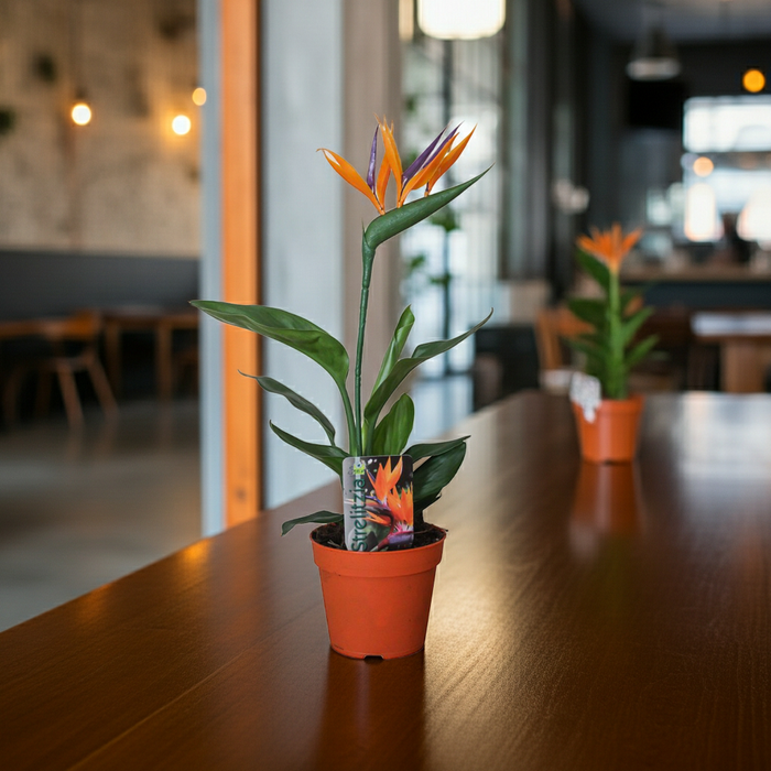 Strelitzia Reginae (met Kunstbloem) - ↕35cm - Ø13cm