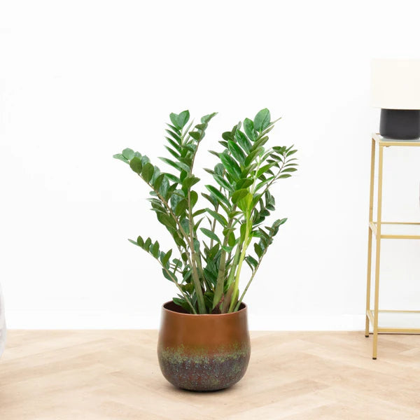 Zamioculcas Zamiifolia - ZZ Plant - ↕100cm - Ø27cm