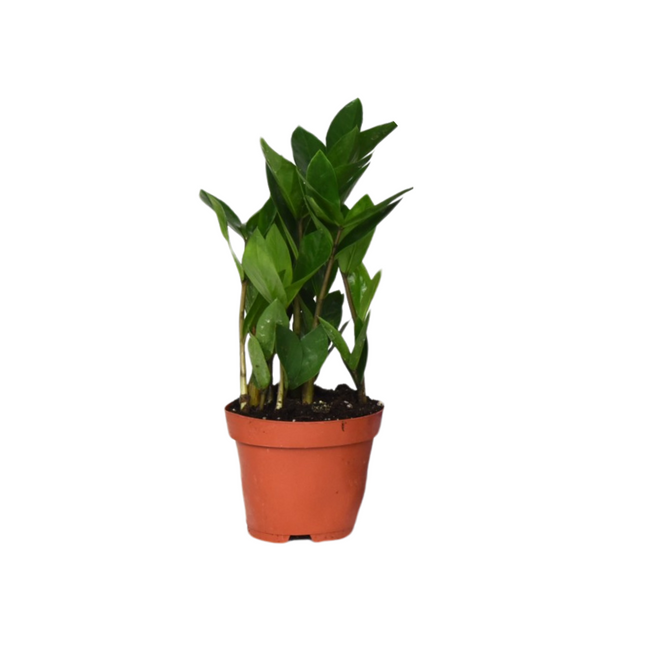 Zamioculcas - ZZ-Pflanze - ↕30cm - Ø12cm
