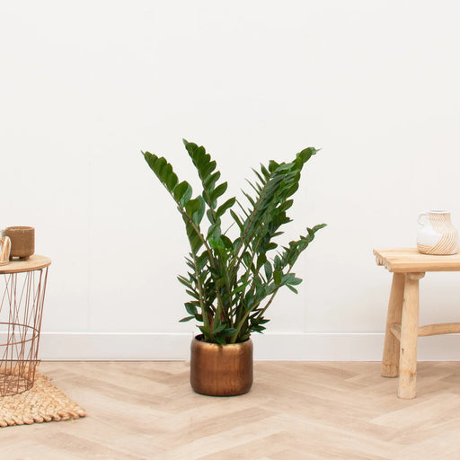 Zamioculcas - 75 cm - Ø17cm
