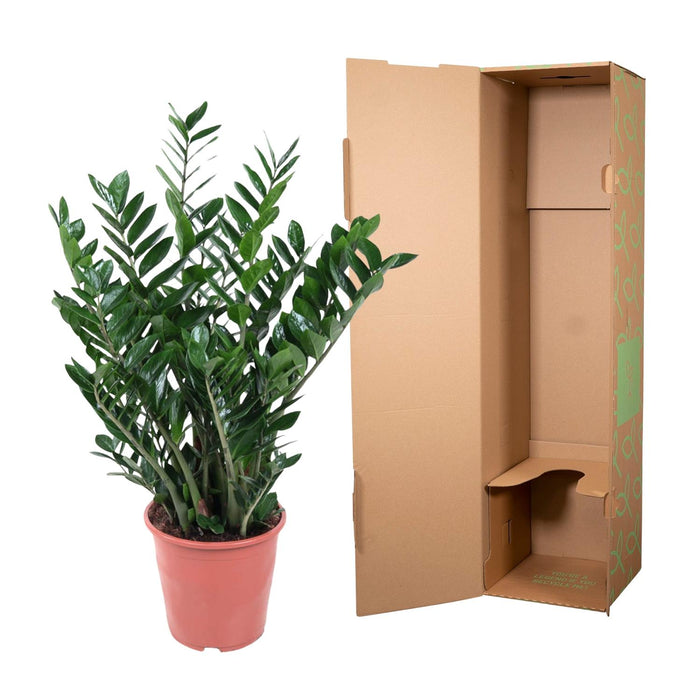 Zamioculcas Zamiifolia - ZZ Plant - ↕100cm - Ø27cm