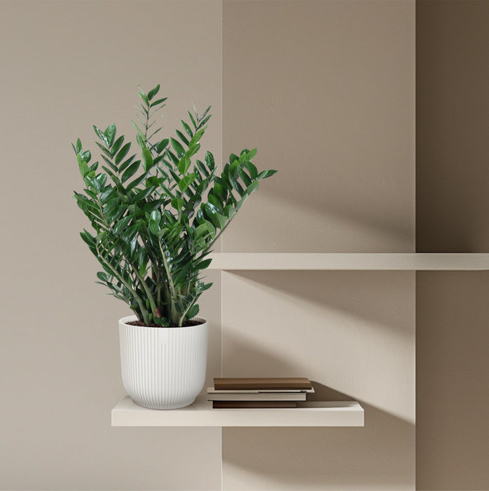 Zamioculcas Zamiifolia - ZZ Plant - ↕100cm - Ø27cm