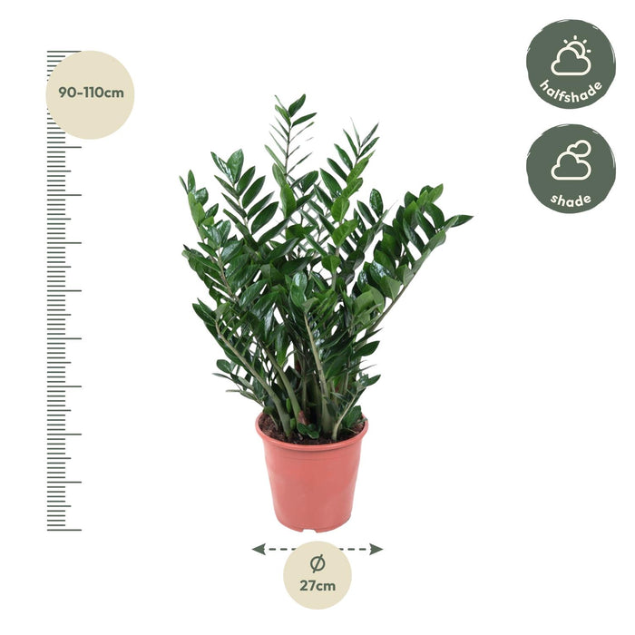 Zamioculcas Zamiifolia - ZZ Plant - ↕100cm - Ø27cm