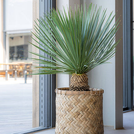 Pottery Pots Zayn XL, Bamboo Ø75 cm