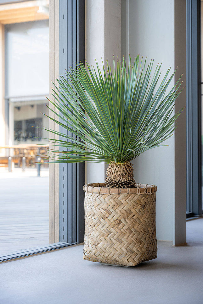 Pottery Pots Zayn XL, Bamboo Ø75 cm