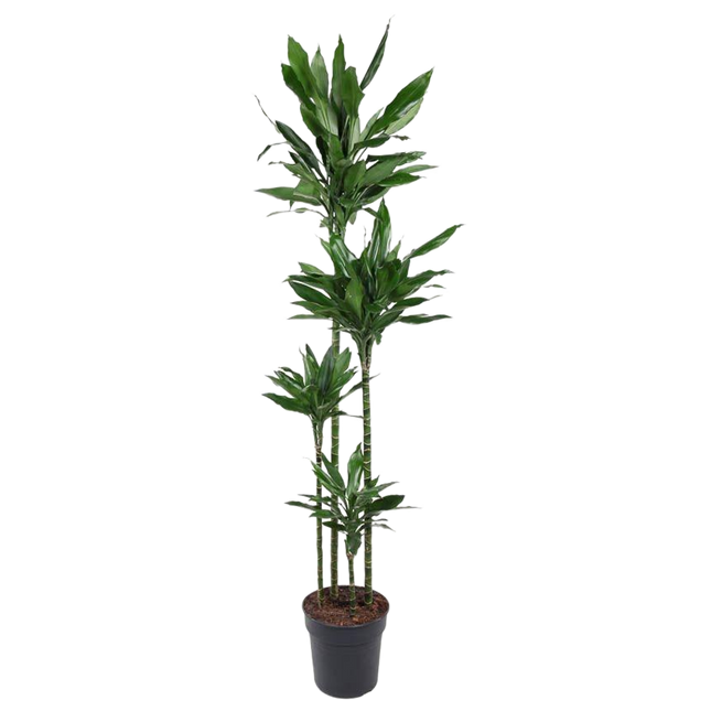 Dracaena Janet Lind XXL - ↕180cm