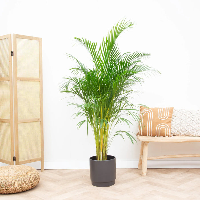Areca Palm (Dypsis Lutescens) - Goudpalm - ↕180 cm - Ø24cm