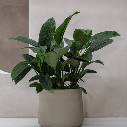 Pottery Pots Jumbo Patt XS, Beige Washed Ø59 cm