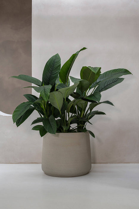 Pottery Pots Jumbo Patt XS, Beige Washed Ø59 cm