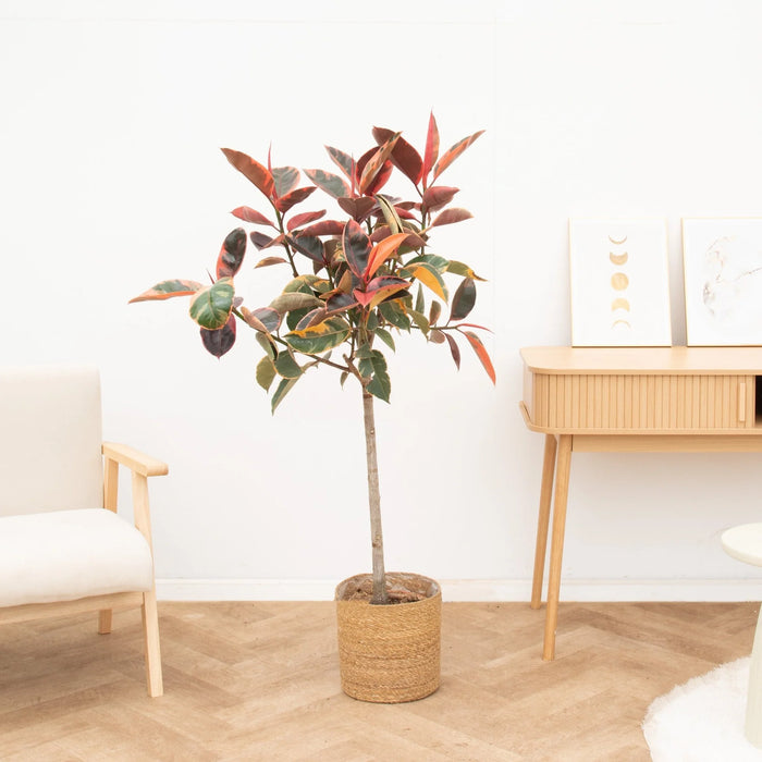 Ficus Elastica Belize op stam - ↕130cm - Ø24cm