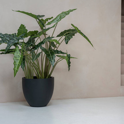 Konstväxt Alocasia taro - ↕120cm