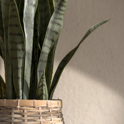 Konstväxt Sansevieria - ↕70cm