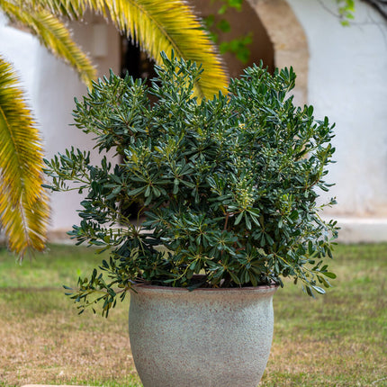 Pottery Pots Poseidon L, Rustic Green Ø56,5 cm