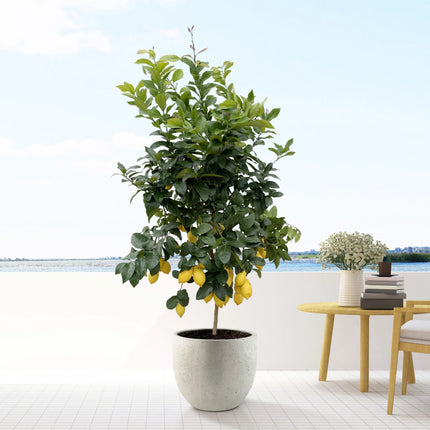 Limone - Albero di limoni - ↕210cm - Ø40cm