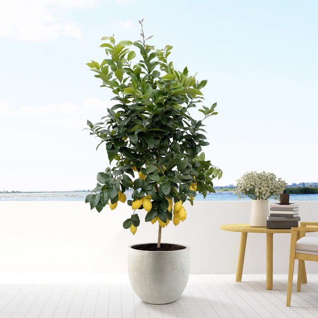 Citrus Lemon - Citroenboom - ↕210cm - Ø40cm
