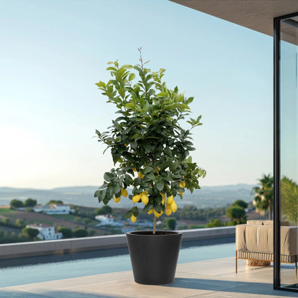 Limone - Albero di limoni - ↕210cm - Ø40cm