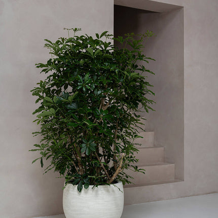 Pottery Pots Jumbo Orb S, Ivory Washed Ø73 cm